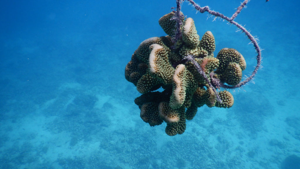 Makaira-Resort-Coral-Reef-117.jpg