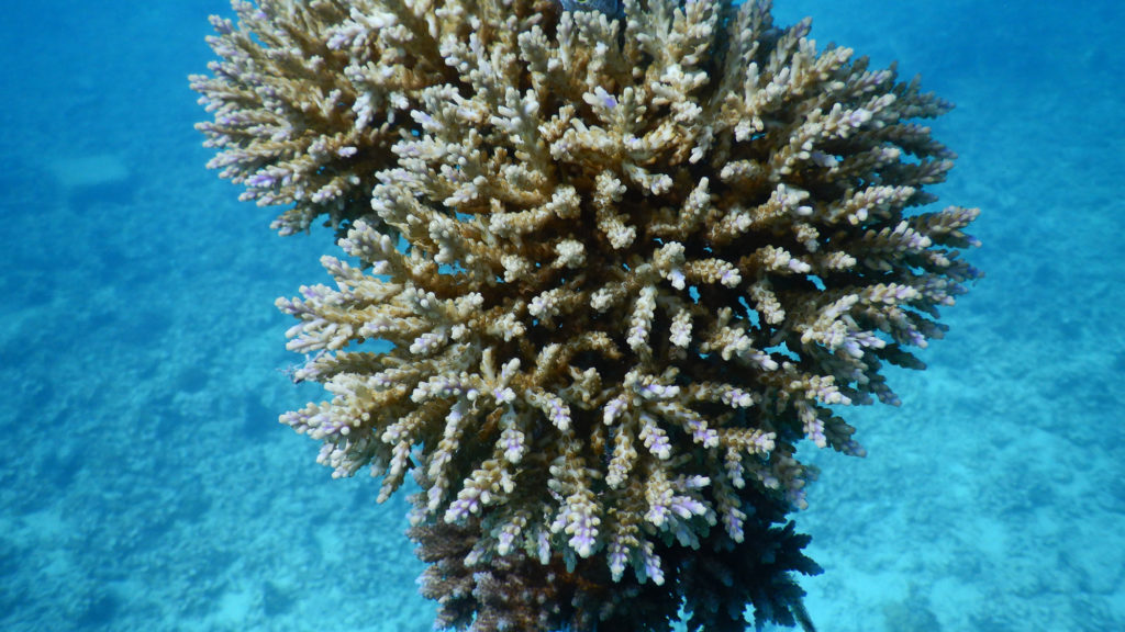 Makaira-Resort-Coral-Reef-126.jpg