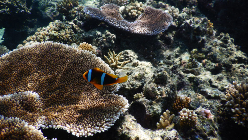 Makaira-Resort-Coral-Reef-134.jpg