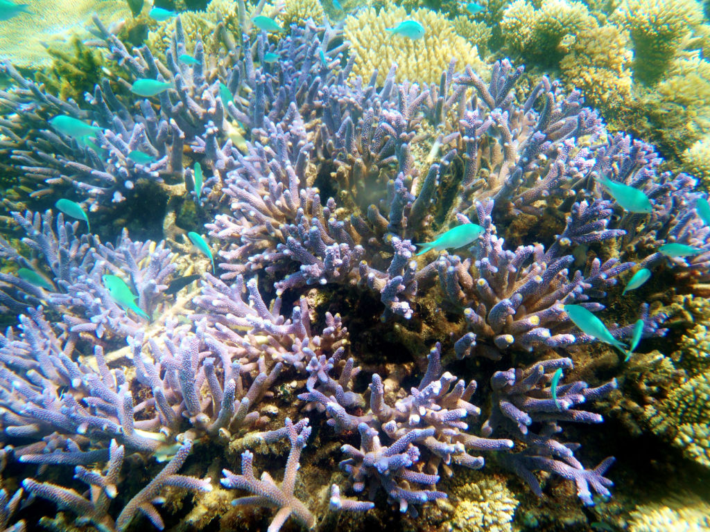 Makaira-Resort-Coral-Reef-96.jpg