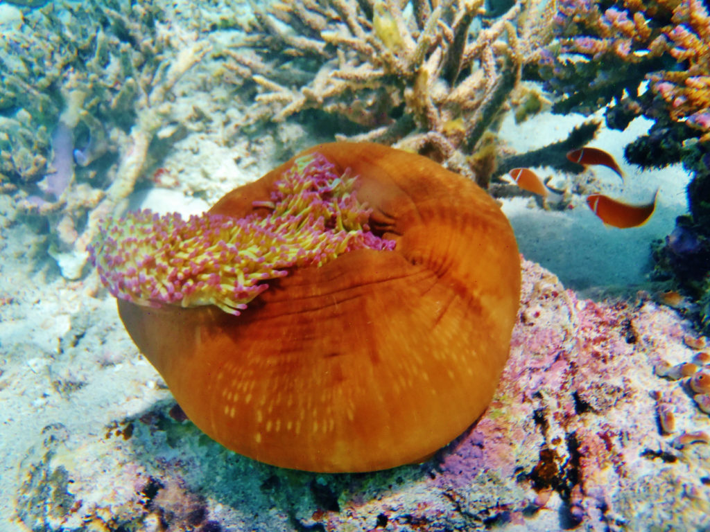 Makaira-Resort-Coral-Reef-99.jpg