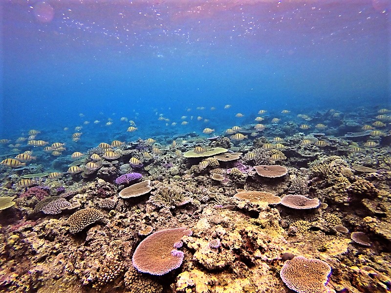 Snorkeling the Reef at Makaira Taveuni (1)