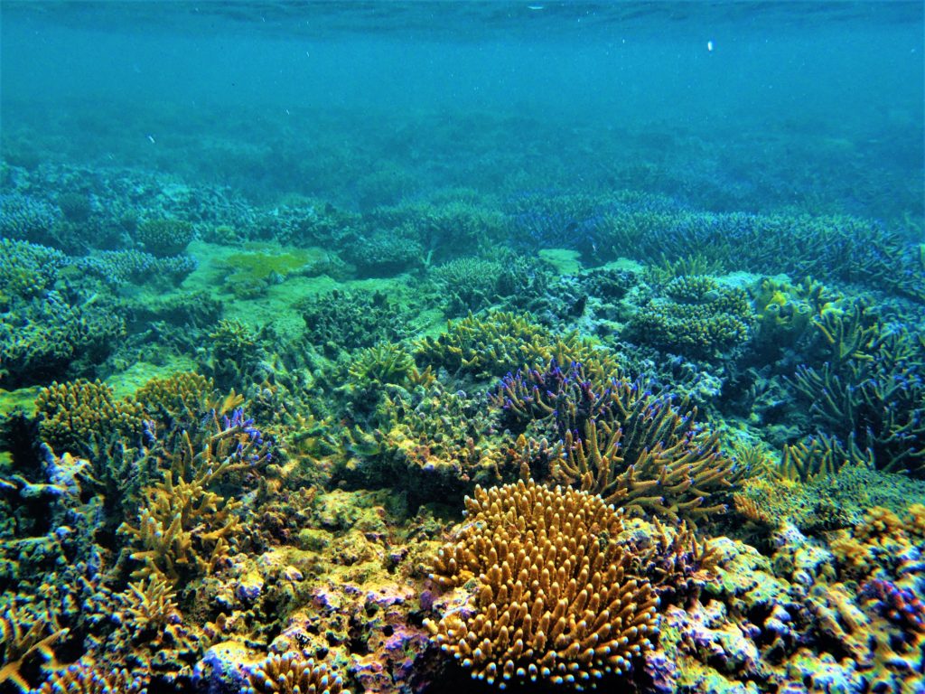 Snorkeling the Reef at Makaira Resort Taveuni (3)