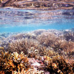 Makaira-Resort-Coral-Reef-108.jpg