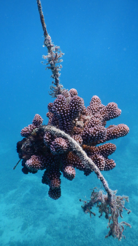 Makaira-Resort-Coral-Reef-118.jpg