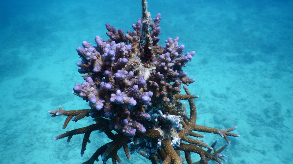 Makaira-Resort-Coral-Reef-120.jpg