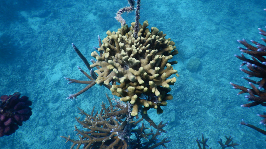 Makaira-Resort-Coral-Reef-129.jpg