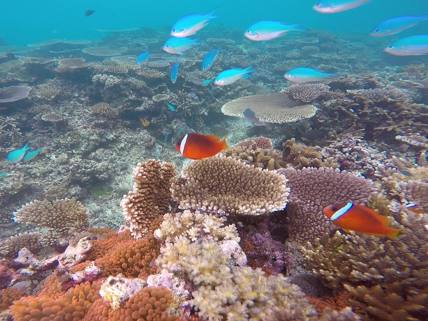 Snorkeling Taveuni Makaira Resort Fiji (26)