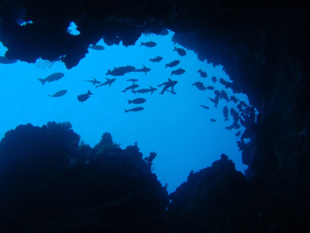 Makaira Taveuni Resort Diving Activities (6)
